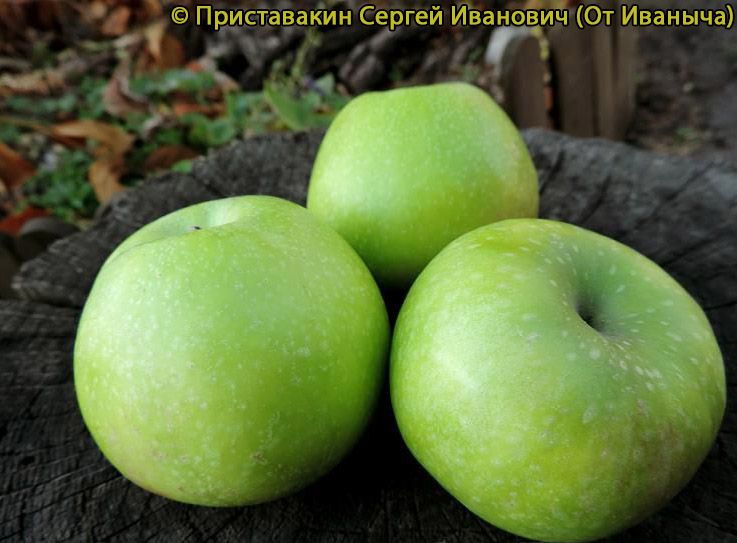 Яблоня, сорт Грани Смит, фото 4115.